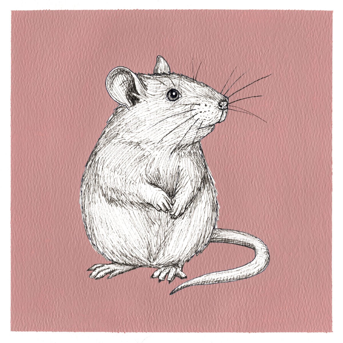 Original Rat Painting 8 x 8 inch Fineliner and Acrylic Artwork