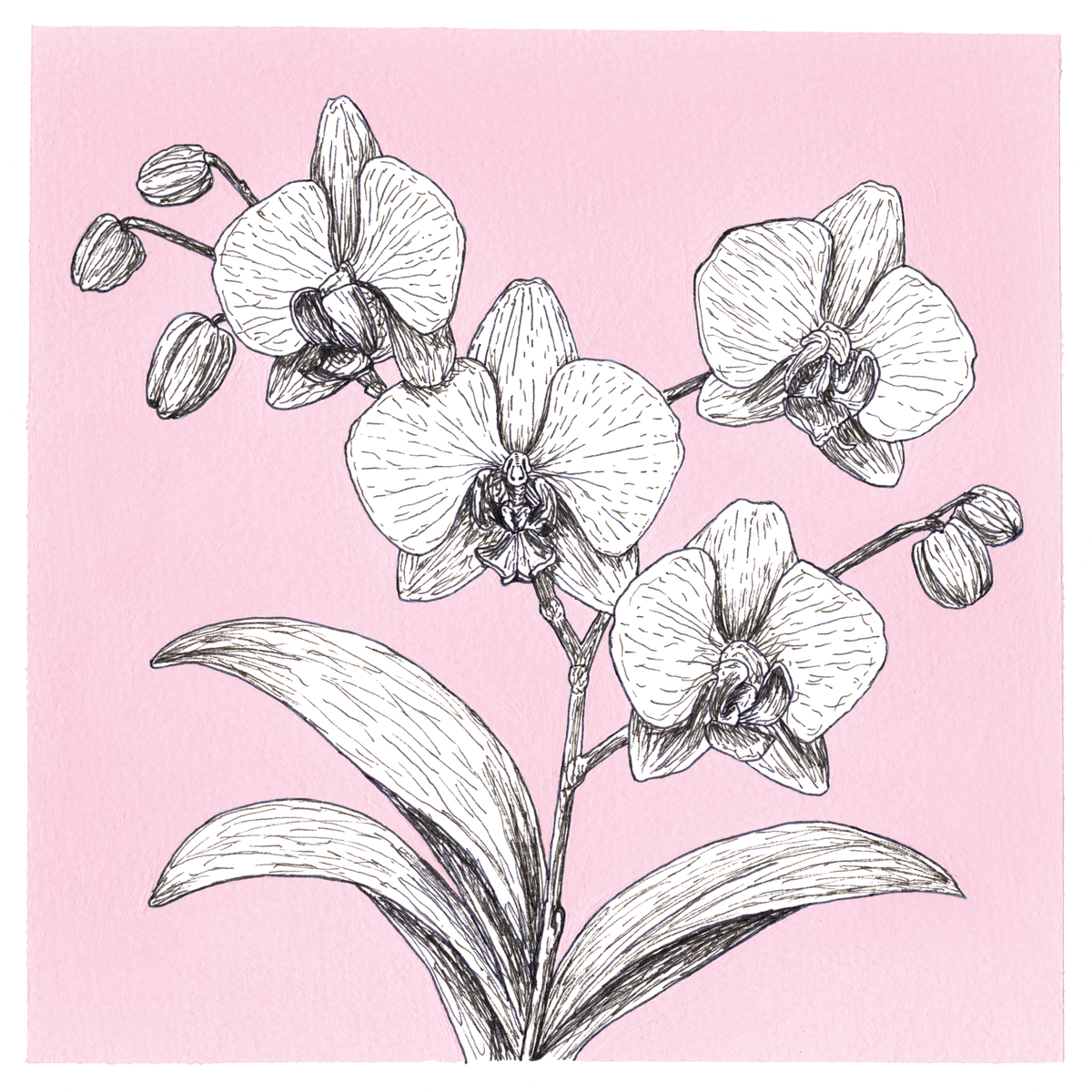 Original Orchid Painting 8 x 8 inch Fineliner and Acrylic Artwork