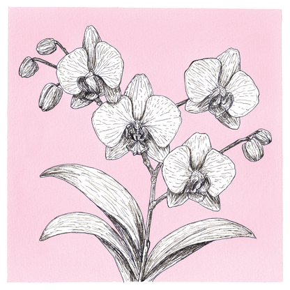 Original Orchid Painting 8 x 8 inch Fineliner and Acrylic Artwork