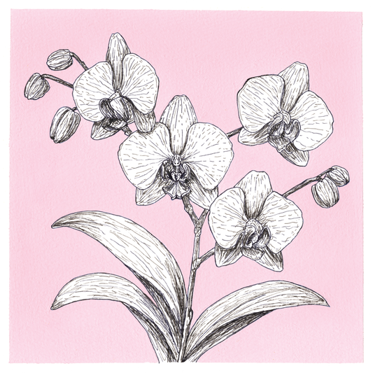 Original Orchid Painting 8 x 8 inch Fineliner and Acrylic Artwork