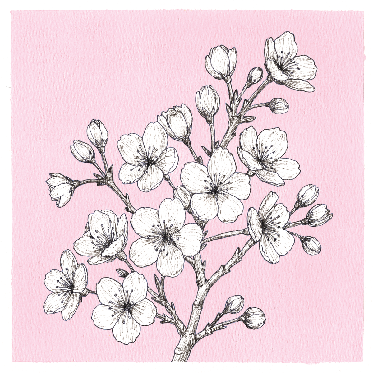 Original Cherry Blossom Painting 8 x 8 inch Fineliner and Acrylic Artwork