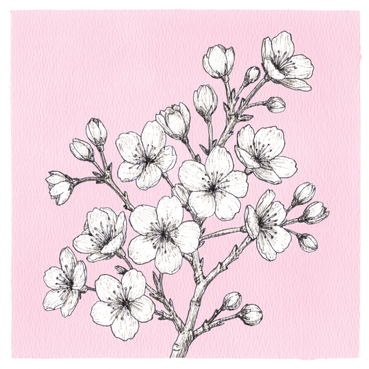 Original Cherry Blossom Painting 8 x 8 inch Fineliner and Acrylic Artwork
