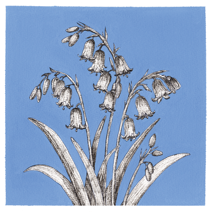 Original Bluebells Painting 8 x 8 inch Fineliner and Acrylic Artwork