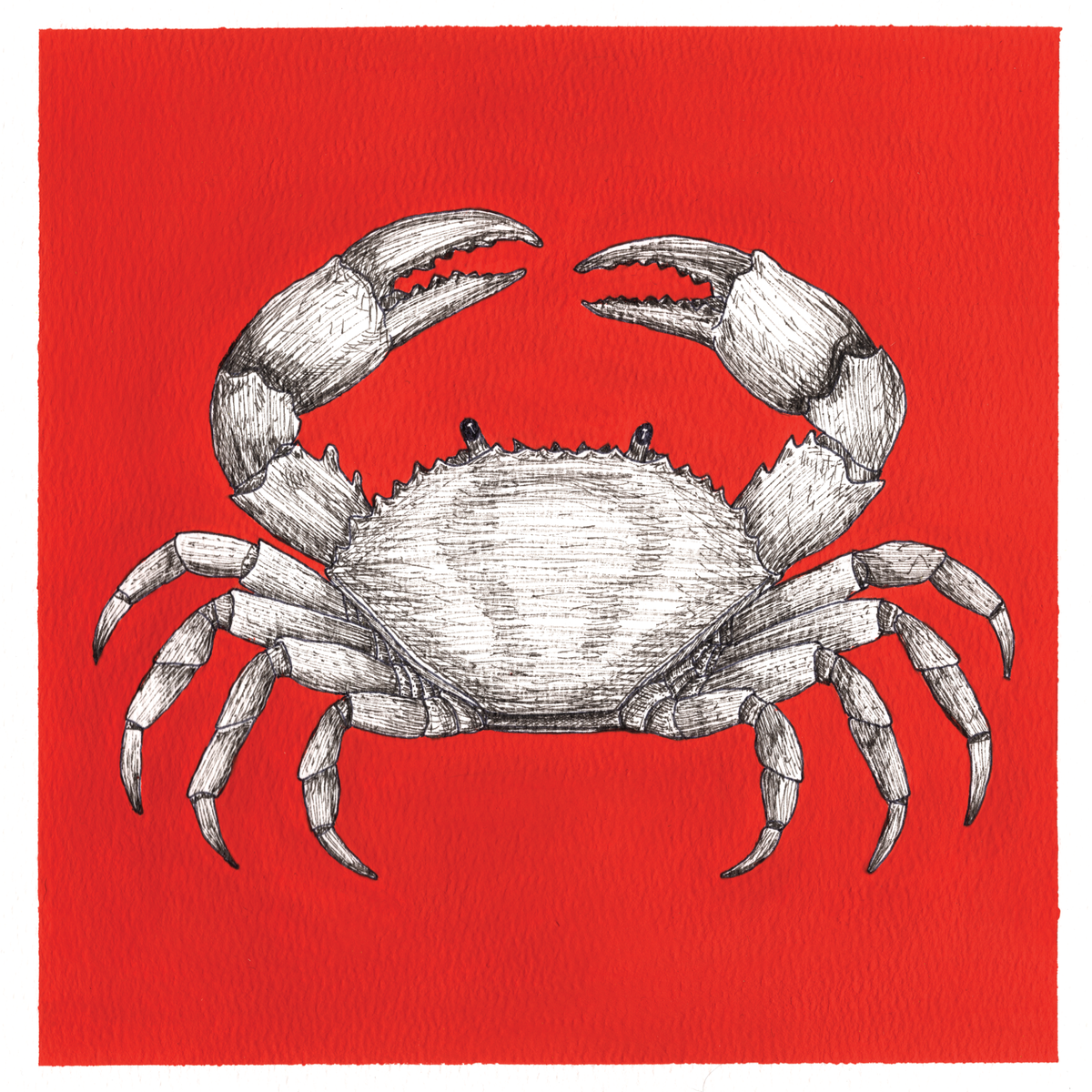 Original Crab Painting 8 x 8 inch Fineliner and Acrylic Artwork