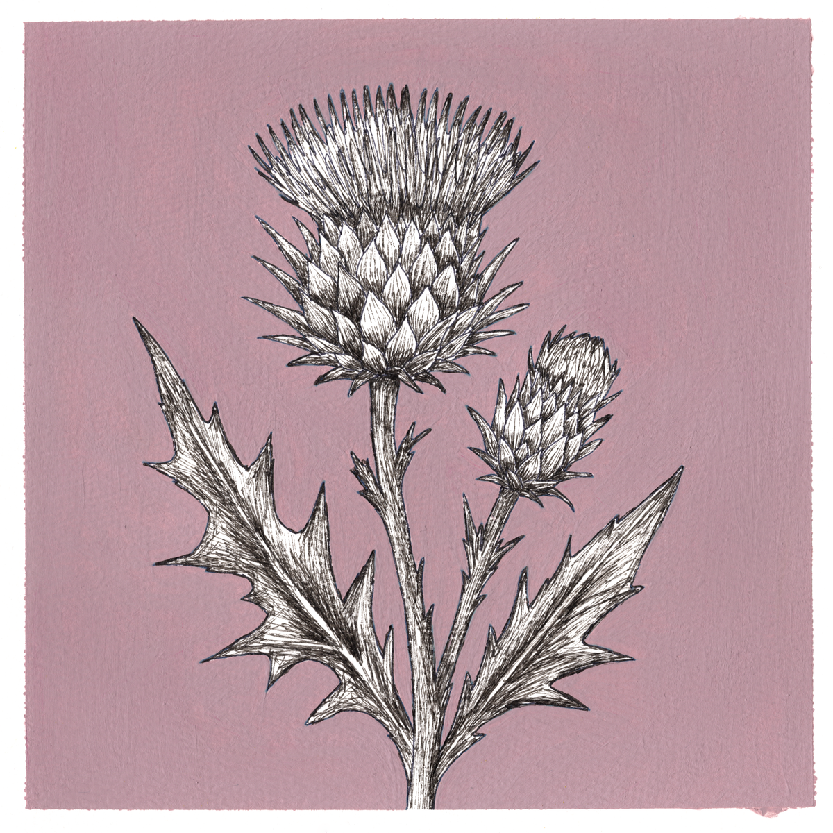 Original Thistle Painting 8 x 8 inch Fineliner and Acrylic Artwork
