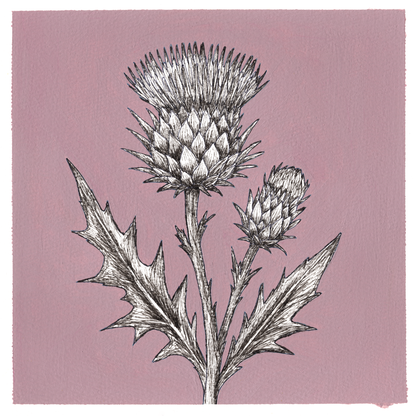 Original Thistle Painting 8 x 8 inch Fineliner and Acrylic Artwork