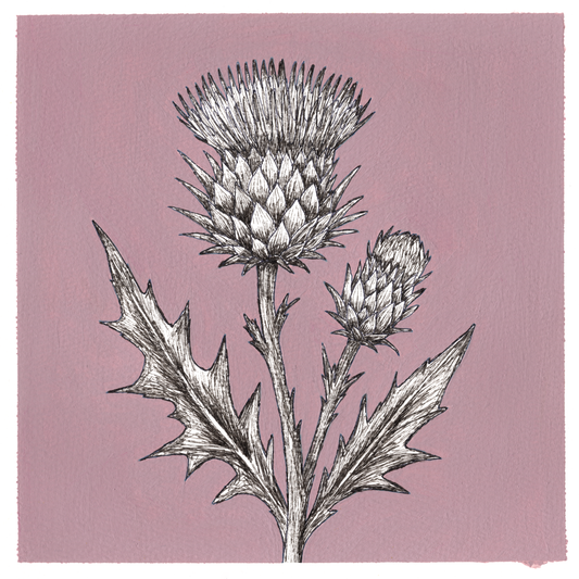 Original Thistle Painting 8 x 8 inch Fineliner and Acrylic Artwork