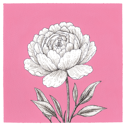 Original Peony Painting 8 x 8 inch Fineliner and Acrylic Artwork