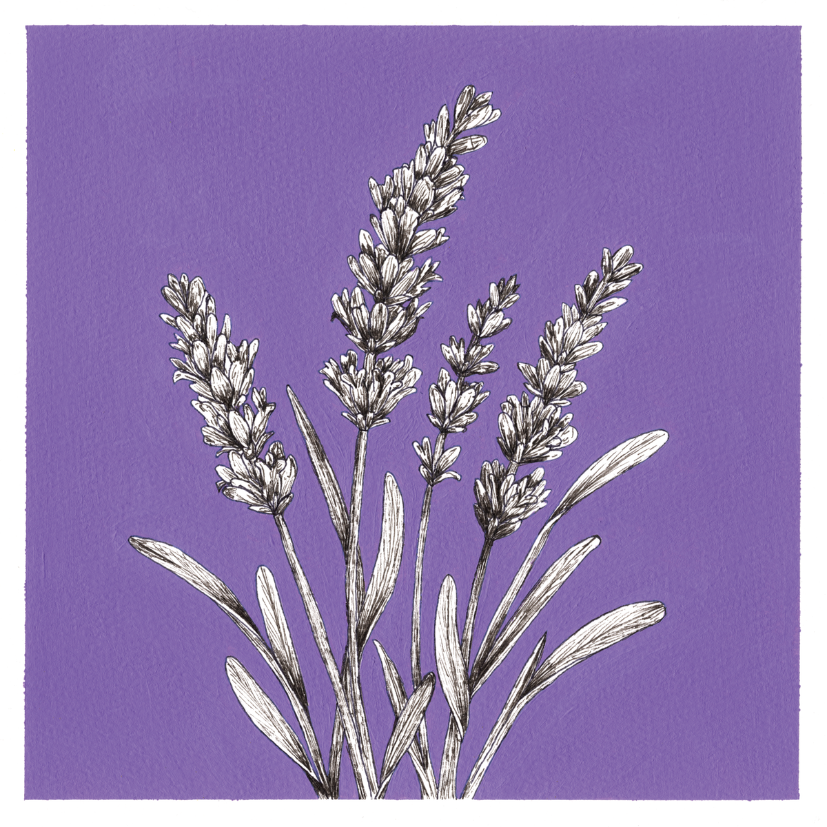 Original Lavender Painting 8 x 8 inch Fineliner and Acrylic Artwork