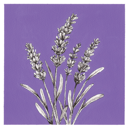 Original Lavender Painting 8 x 8 inch Fineliner and Acrylic Artwork