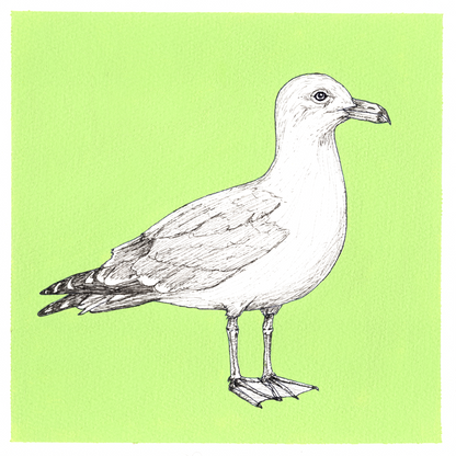 Original Seagull Painting 8 x 8 inch Fineliner and Acrylic Artwork