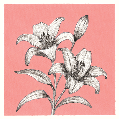 Original Lily Painting 8 x 8 inch Fineliner and Acrylic Artwork