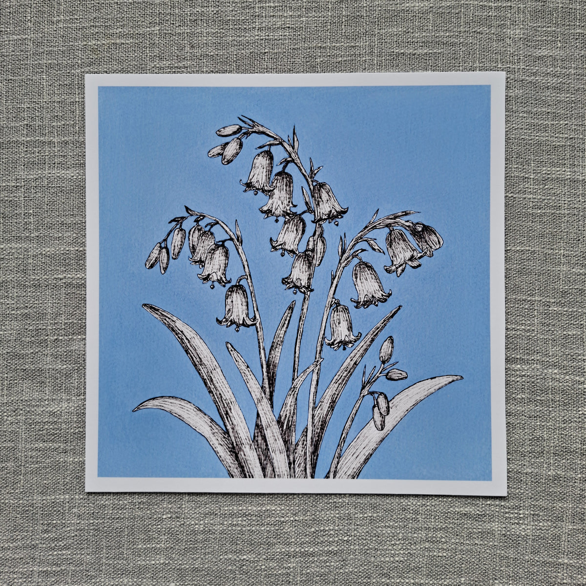 Bluebell art print 8 x 8 inch unframed